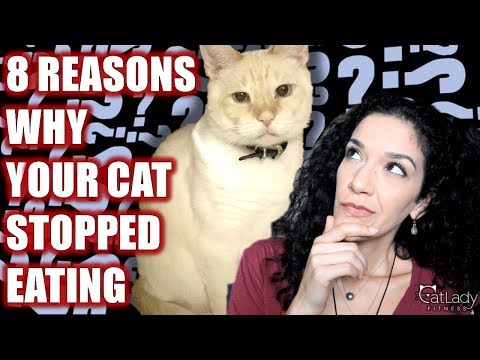 Why isn't my cat eating his or her food? 8 COMMON REASONS! - Cat Lady Fitness