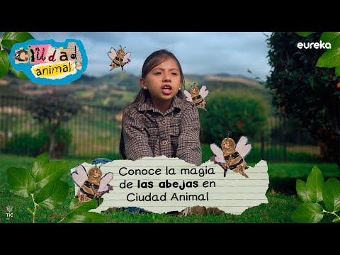 Descubre el mundo secreto de las Abejas, con Tania