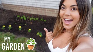 STARTING MY GARDEN! (week 1)