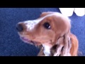 Studiohund Barney Radio Fantasy