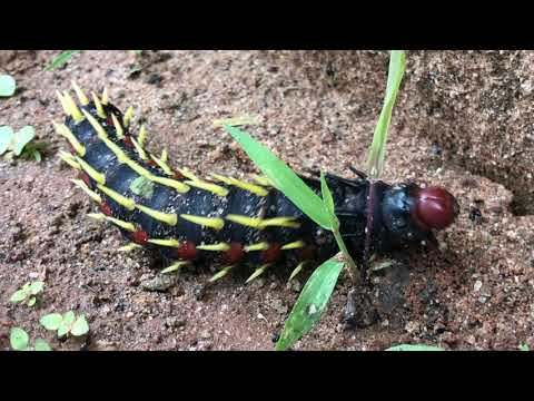 Larva of Cabbage Tree Emperor Butterfly (Bunaea Alcinoe) ||Bissau||