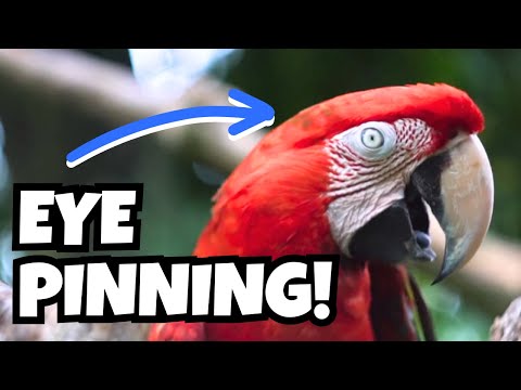 Parrot Eye Pinning - What Does It Mean? | Bird Behavior and Body Language | BirdNerdSophie