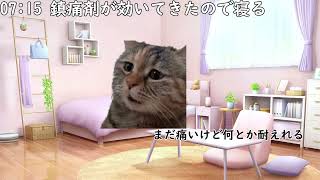 20代男性が尿管結石になった時の話 #猫マニ #猫ミーム