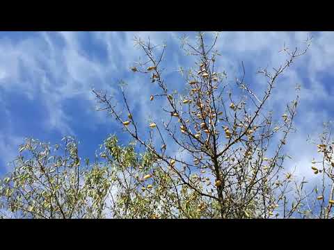 Бадем - 24.09.2017 г.