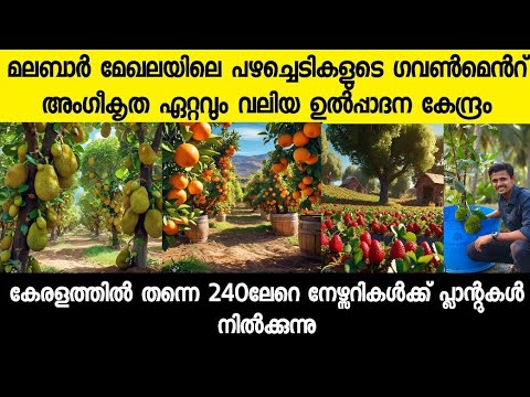 മലബാർ മേഖലയിലെ പഴച്ചെടികളുടെ ഏറ്റവും വലിയ ഉൽപ്പാദനകേന്ദ്രം CHIRAYIL AGRO GARDENS