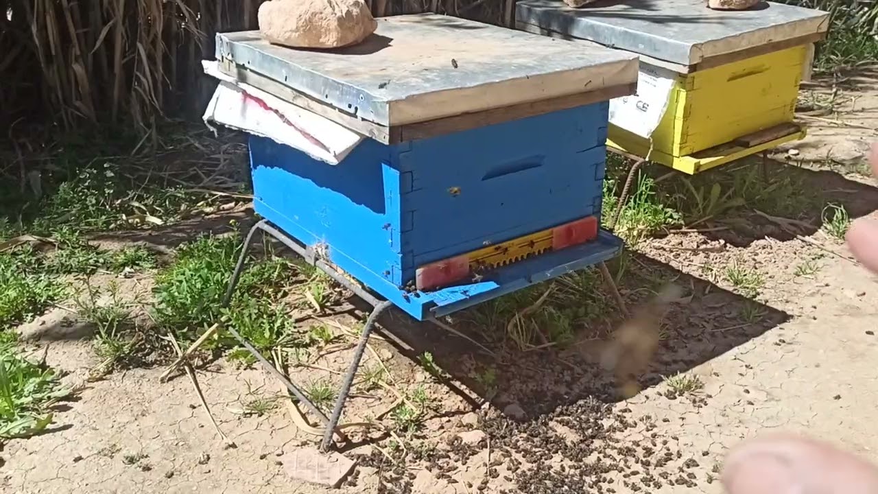 نداء للنحالين في الجزائر تابع الفيديو للاخير