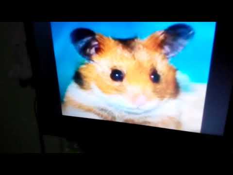 Ivan Mládek Nepatrný křeček