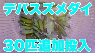 【海水魚動画】120cm水槽にデバスズメ30匹追加投入！＃230