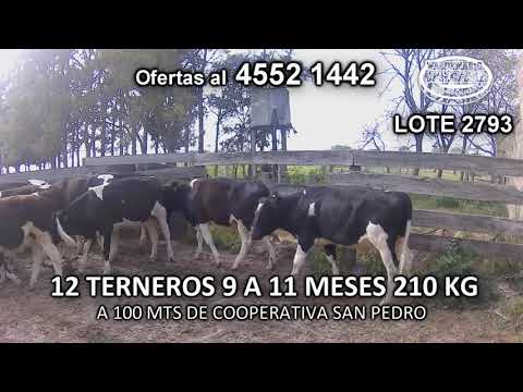 Lote 12 Terneros 12 HO 210 Kgkg -  en San Pedro- A 100 Mts de Cooperativa San Pedro