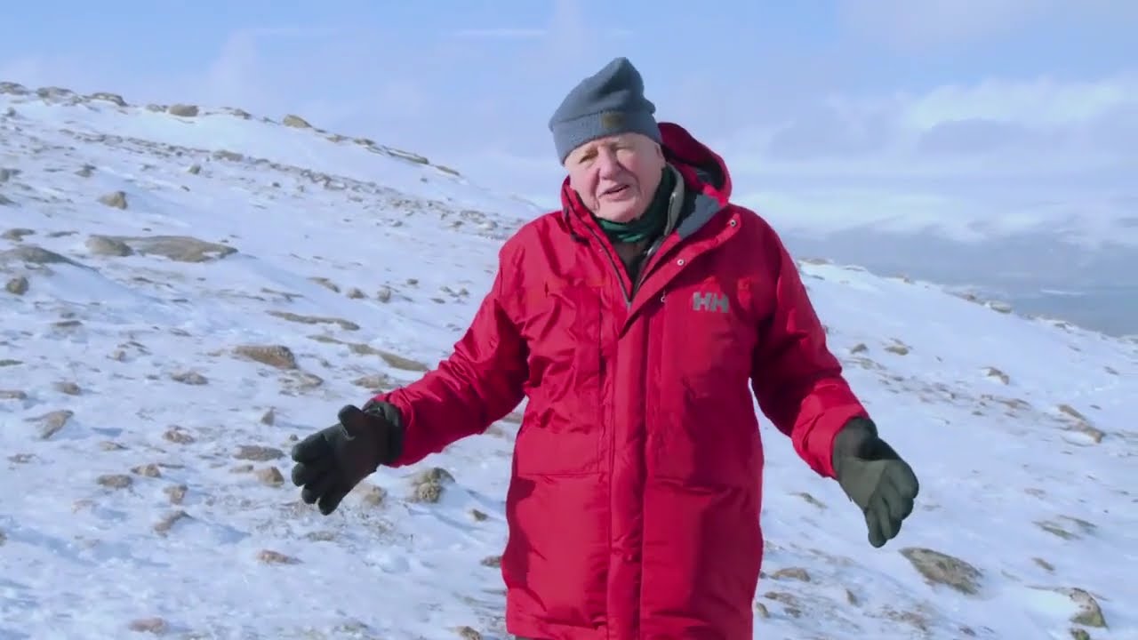 Attenborough's Life in Color 2021 - Hiding in Colour (Episode S1E2) #animals