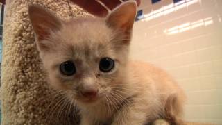 preview picture of video 'Cute Kittens and Puppies at the Allen Animal Shelter'