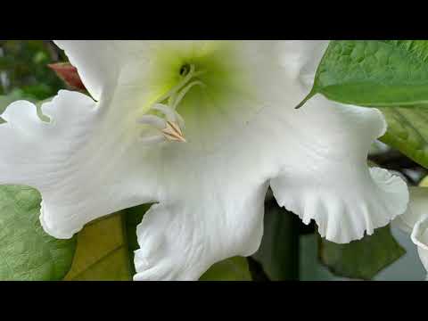 Floral Fantasy Singapore