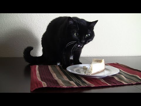 Cat Eating Cheesecake