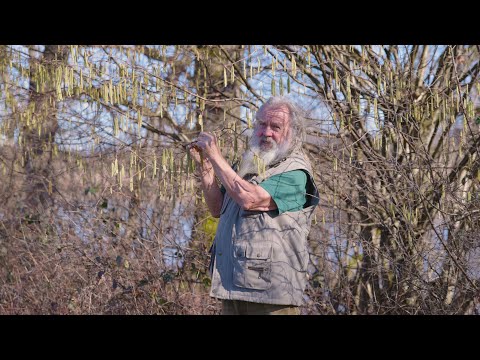 Die Hasel - Bedeutung, Brauchtum und Heilwirkung