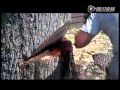 Ewww Cutting A Bleeding Tree