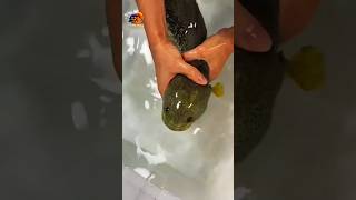 Download lagu Channa Barca: A Rare Ornamental Fish That Will Amaze Collectors! 🐟💎#viral #fyp #fyp #shorts mp3 Download lagu Channa Barca: A Rare Ornamental Fish That Will Amaze Collectors! 🐟💎#viral #fyp #fyp #shorts mp3