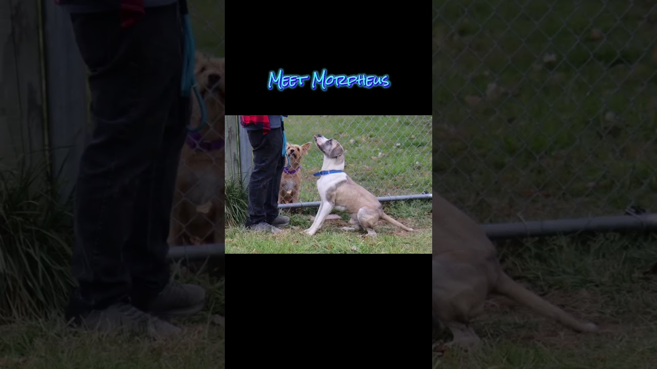 Enlarge Morpheus, a Adoptable mixed breed in Plain City, OH video 3/6