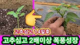 고추정식 14일 2배이상 말이 안되는 폭풍성장~고추심는방법,재배방법,키우기,고추농사,농부,주말농장,텃밭,귀농…