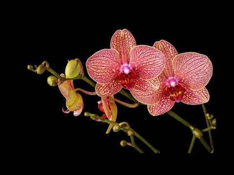 [FREE] J Balvin X Indian Type Beat - "Orchid" | Instrumental Reggaeton 2022