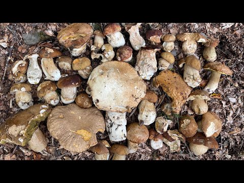 FUNGHI PORCINI CHE PASSIONE #42 2022-09-19 🍄 #42