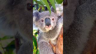 Download lagu Koala's Funniest Moments Caught on Cam mp3