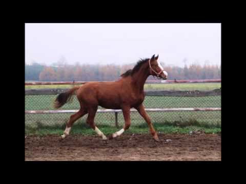 Blue Hors Don Olymbrio x Sieger Hit x Longchamp 2013 stallion for sale