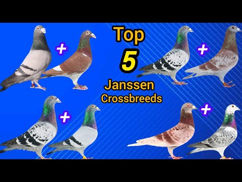Janssen crossbreed | results with 5 top strains #pigeon 