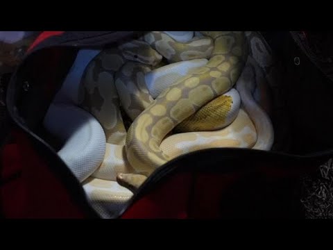 Box Truck Crashes Into RV Carrying 28 Snakes, Including Venomous Viper