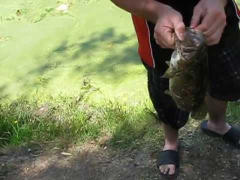 pond fishing bass