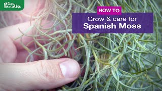 How to grow Spanish moss air plant | Care tips & propagation  (Tillandsia usneoides)
