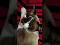 My Siamese cat/ her amazing eyeball/ Nhaang#shorts