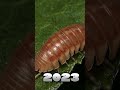 2023 pillbug and 5000 Bce pillbug || Mythical_MC || #foryou #edit #viral #animal #evolution