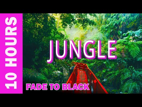 🌴🎧 10 HOURS RAINFOREST AMBIENCE || jungle sounds for immersive soul travel || NO MUSIC || NO TALKING