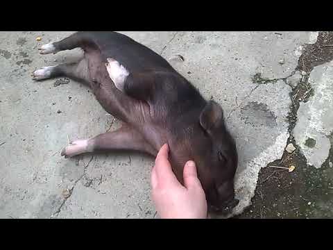 PRAŠČIĆI / PIGLETS