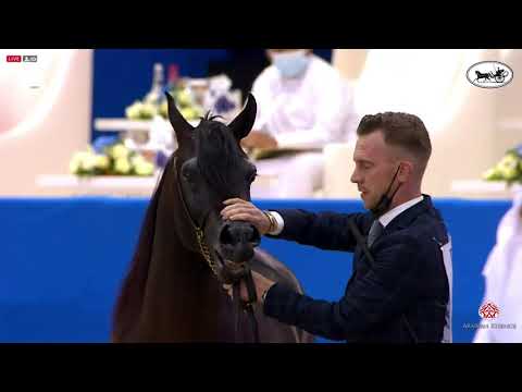 N 163 FARID AL HAWAJER   Dubai International Arabian Horse Championship 2021   Colts 3 Years Old Cla