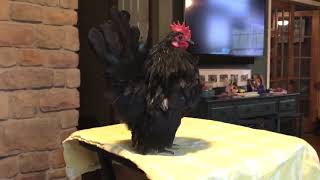 Cock #9
