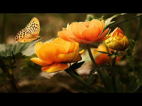 Music Therapy : Life Will Begin Again (Alex Blue)