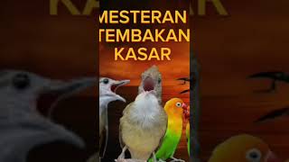 Download lagu masteran tembakan kasar#birds #muraibatu vidioshort#kicaumania mp3