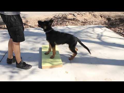 How to use "Free Shaping" with your dog! (full session)