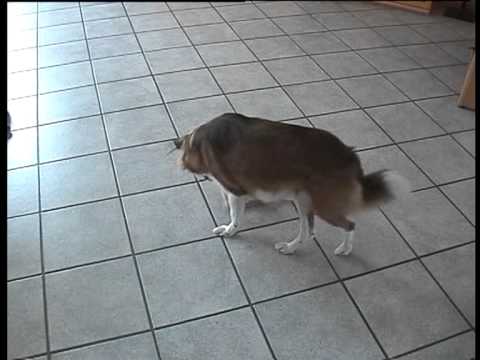 Schlauer Hund Timmy 2