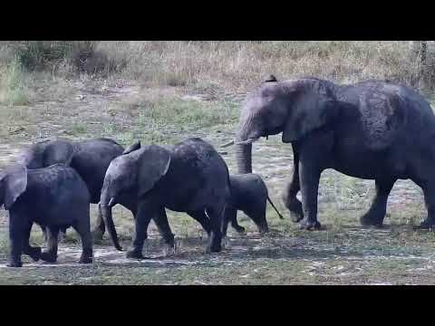 Djuma: Elephant herd drinks at the dam - 15:05 - 04/02/2022