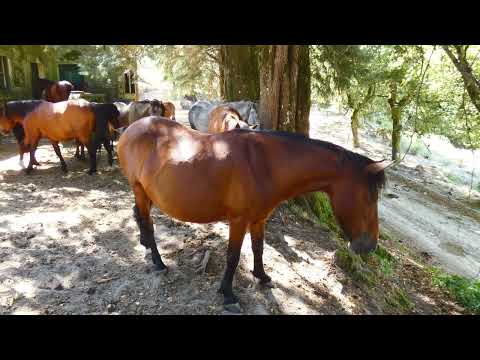 Cavalos selvagens  - Garranos à sombra num dia tórrido de Verão