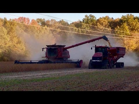 Ohio Soybean Harvest! Case Tractors And Combines! Harvesting Soybeans!