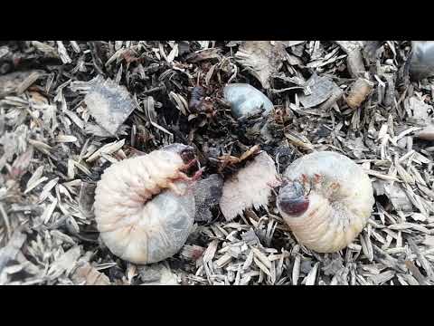 Cuzos (Gusanos) se entierran 🐛