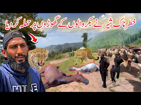 😨 Crossing Attacking Leopard Jungle | Travelling With Bakarwal Shepherds in Kashmir Episode 21
