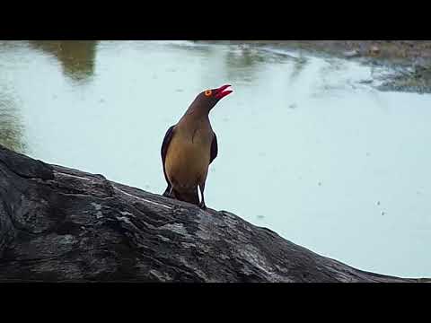 Djuma: Red-billed Oxpecker - 16:31 - 03/25/19