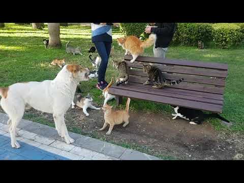 Wild cats attacking dog