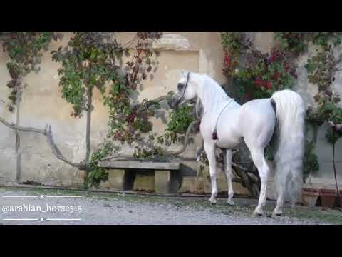 من اجمل خيول العالم:-#الايال_ايه_ايه(#العياد✖️#ذافيجن_اتش_جي) ‏Al-Ayal AA(Al-Ayed✖️The Vision HG)