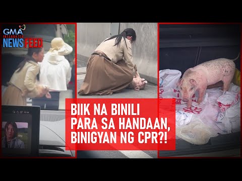 Biik na binili para sa handaan, binigyan ng CPR?! GMA Integrated Newsfeed