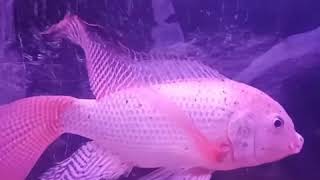 Download lagu Nila kumpay mp3